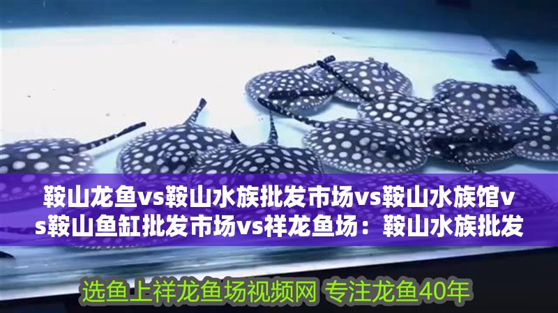 鞍山龍魚vs鞍山水族批發市場vs鞍山水族館vs鞍山魚缸批發市場vs祥龍魚場：鞍山水族批發市場