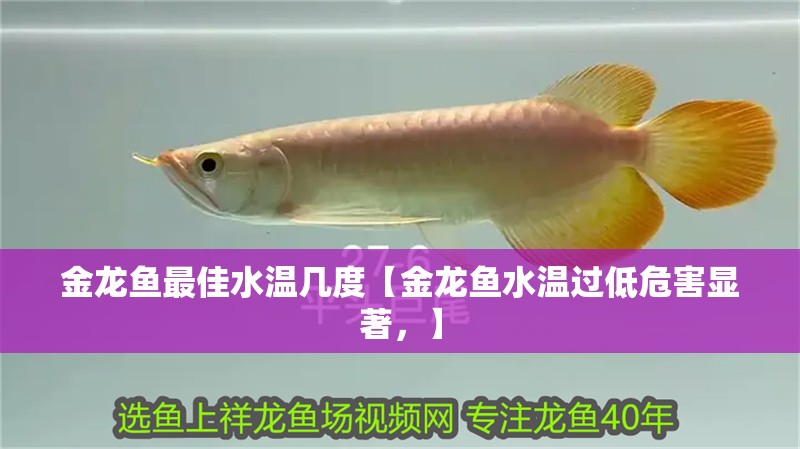 金龍魚(yú)最佳水溫幾度【金龍魚(yú)水溫過(guò)低危害顯著，】