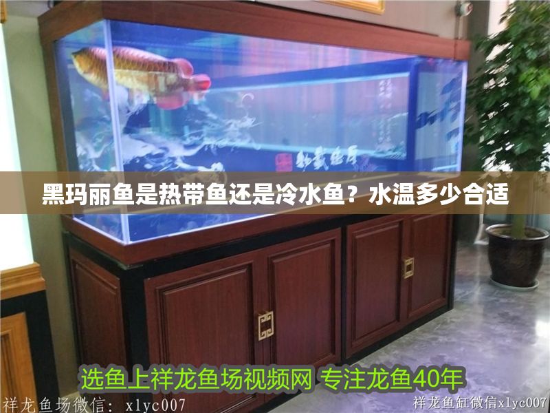 黑瑪麗魚是熱帶魚還是冷水魚？水溫多少合適