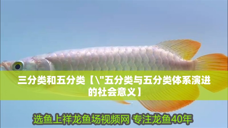 三分類和五分類【\