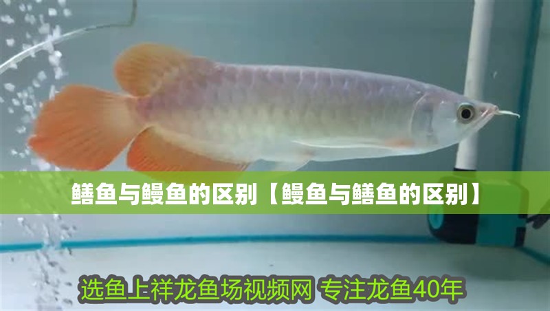 鱔魚與鰻魚的區別【鰻魚與鱔魚的區別】
