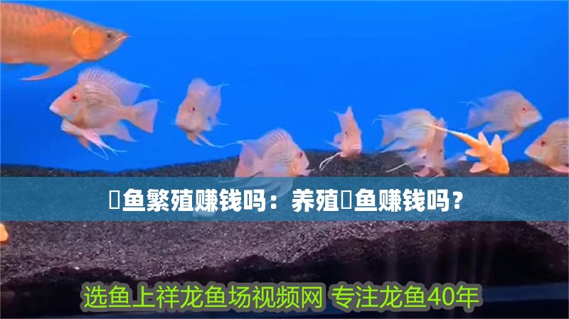 魟魚繁殖賺錢嗎：養殖魟魚賺錢嗎？ 魟魚繁殖賺錢嗎：養殖魟魚賺錢嗎？ 魟魚百科 第2張