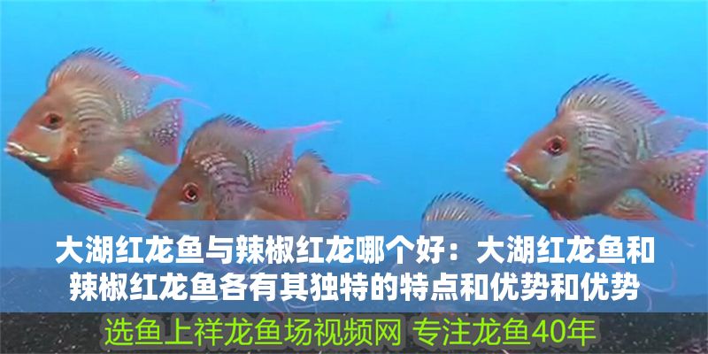 大湖紅龍魚與辣椒紅龍哪個好：大湖紅龍魚和辣椒紅龍魚各有其獨特的特點和優(yōu)勢和優(yōu)勢