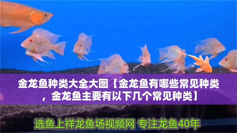 金龍魚種類大全大圖【金龍魚有哪些常見種類，金龍魚主要有以下幾個常見種類】