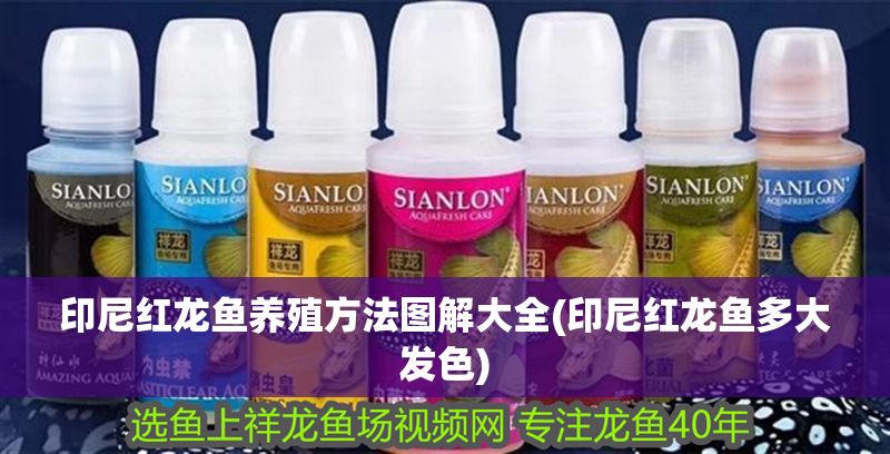 印尼紅龍魚養殖方法圖解大全(印尼紅龍魚多大發色)