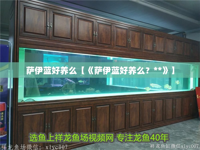 薩伊藍好養(yǎng)么【《薩伊藍好養(yǎng)么？**》】