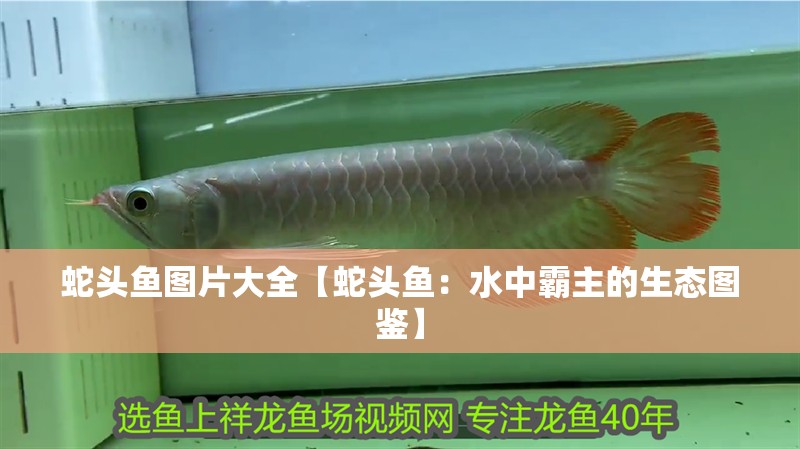 蛇頭魚圖片大全【蛇頭魚：水中霸主的生態圖鑒】