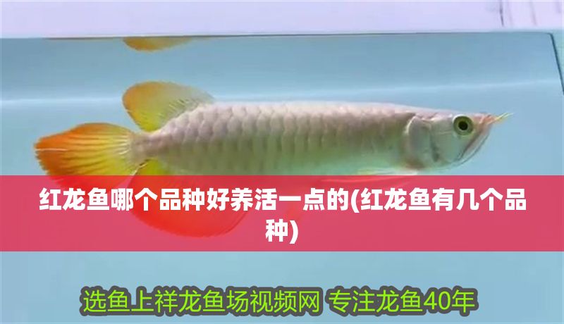 紅龍魚哪個品種好養活一點的(紅龍魚有幾個品種)