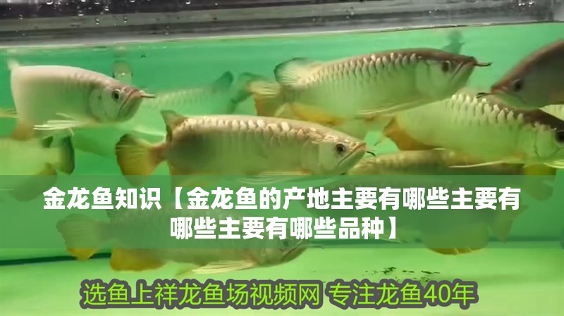 金龍魚知識【金龍魚的產地主要有哪些主要有哪些主要有哪些品種】