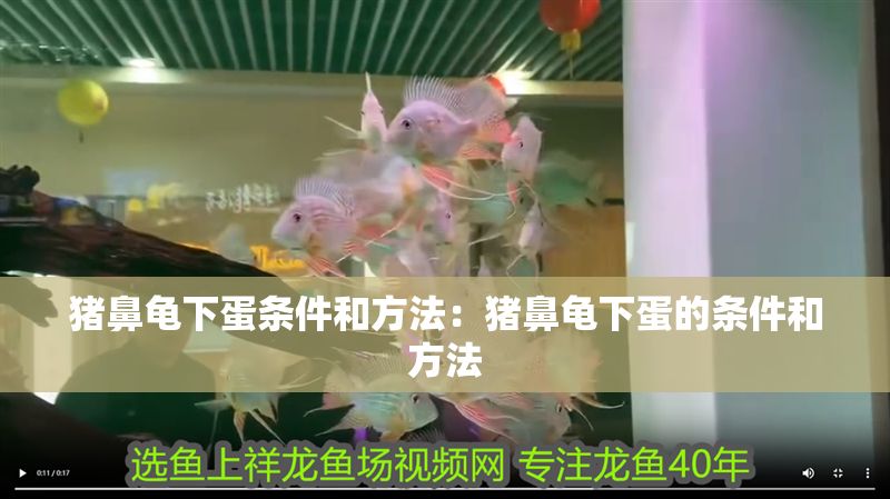 豬鼻龜下蛋條件和方法：豬鼻龜下蛋的條件和方法 豬鼻龜下蛋條件和方法：豬鼻龜下蛋的條件和方法 豬鼻龜百科 第1張
