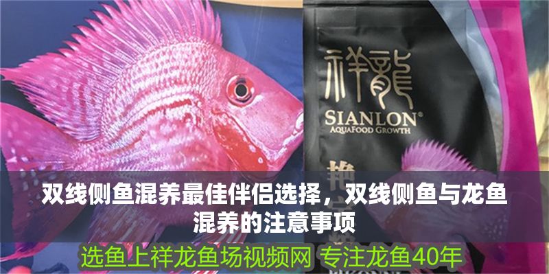 雙線側魚混養最佳伴侶選擇，雙線側魚與龍魚混養的注意事項
