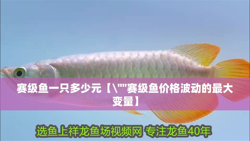 賽級(jí)魚(yú)一只多少元【\