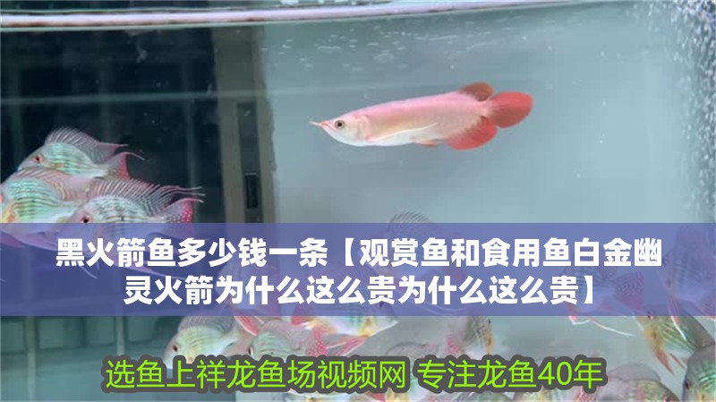 黑火箭魚多少錢一條【觀賞魚和食用魚白金幽靈火箭為什么這么貴為什么這么貴】