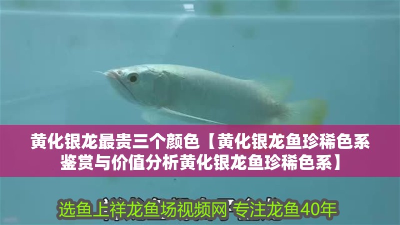 黃化銀龍最貴三個顏色【黃化銀龍魚珍稀色系鑒賞與價值分析黃化銀龍魚珍稀色系】