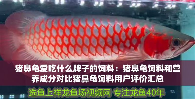 豬鼻龜愛吃什么牌子的飼料：豬鼻龜飼料和營養(yǎng)成分對比豬鼻龜飼料用戶評價匯總