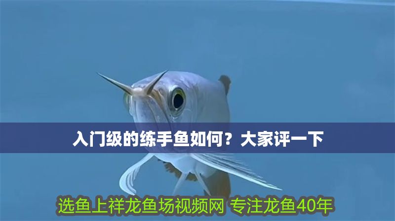 入門級的練手魚如何？大家評一下
