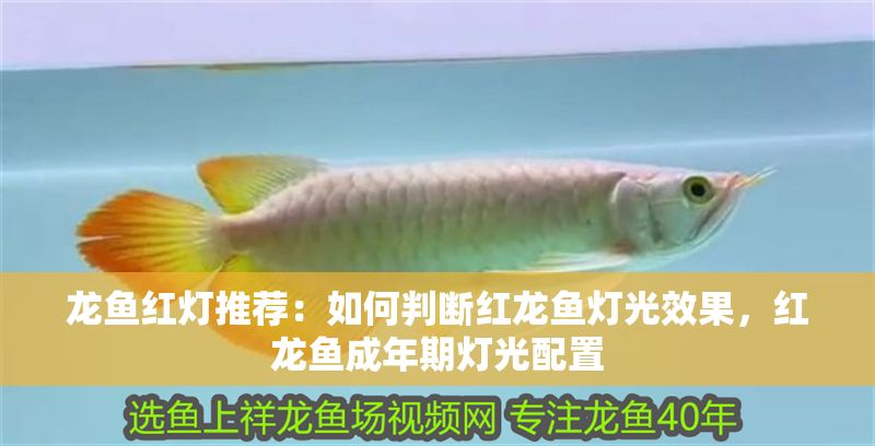 龍魚紅燈推薦：如何判斷紅龍魚燈光效果，紅龍魚成年期燈光配置