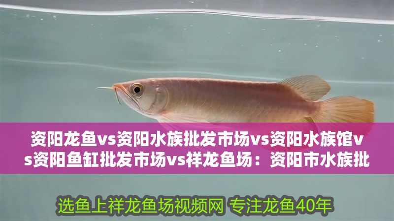 資陽(yáng)龍魚(yú)vs資陽(yáng)水族批發(fā)市場(chǎng)vs資陽(yáng)水族館vs資陽(yáng)魚(yú)缸批發(fā)市場(chǎng)vs祥龍魚(yú)場(chǎng)：資陽(yáng)市水族批發(fā)市場(chǎng)