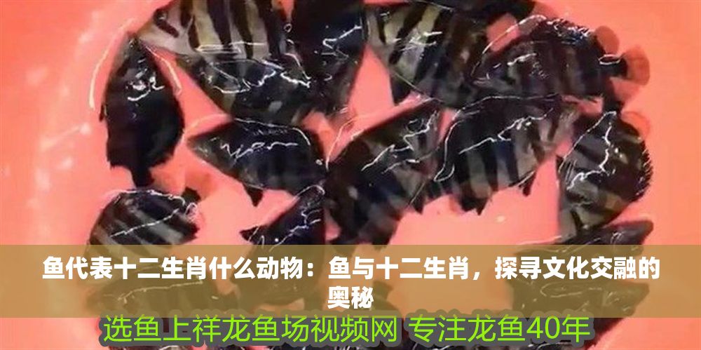 魚代表十二生肖什么動物：魚與十二生肖，探尋文化交融的奧秘