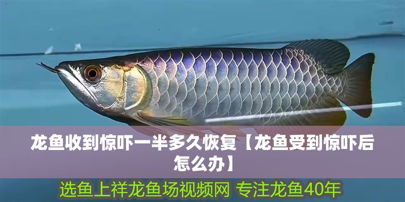 龍魚收到驚嚇一半多久恢復【龍魚受到驚嚇后怎么辦】
