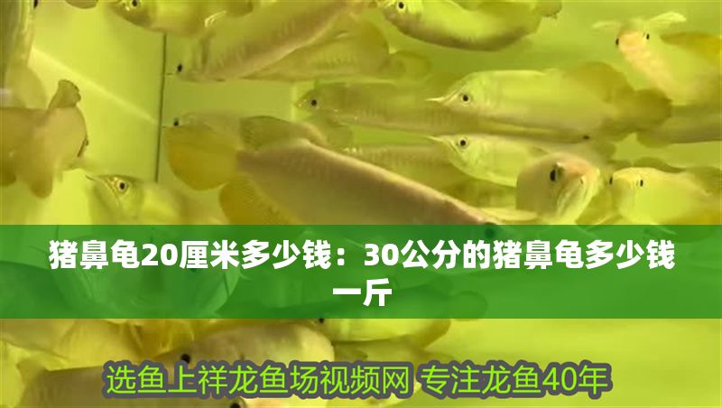 豬鼻龜20厘米多少錢：30公分的豬鼻龜多少錢一斤