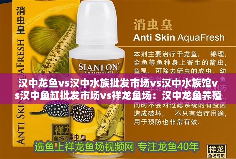漢中龍魚vs漢中水族批發市場vs漢中水族館vs漢中魚缸批發市場vs祥龍魚場：漢中龍魚養殖技術