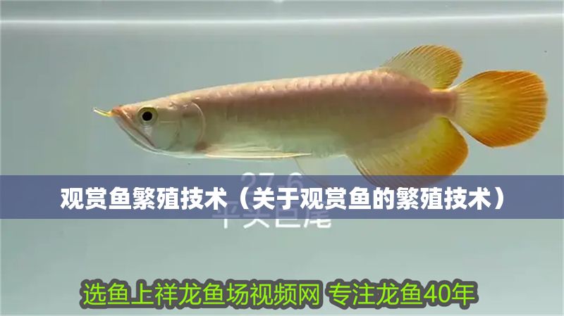 觀賞魚繁殖技術（關于觀賞魚的繁殖技術）