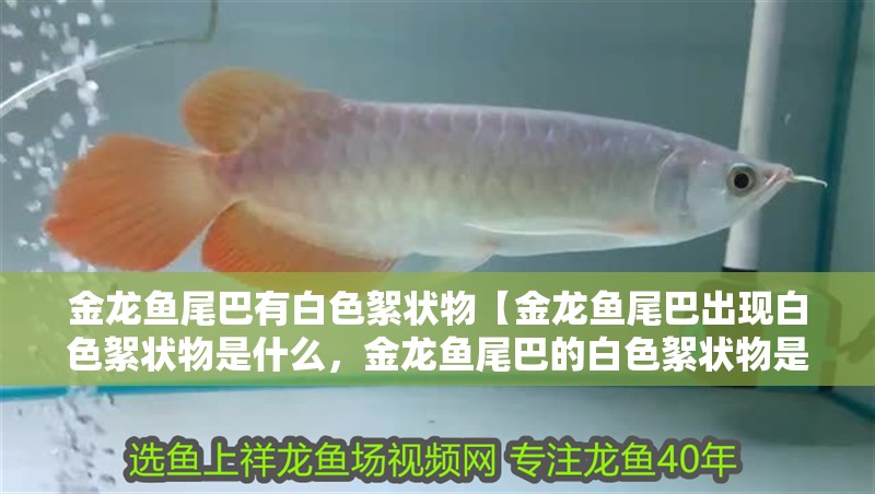 金龍魚尾巴有白色絮狀物【金龍魚尾巴出現白色絮狀物是什么，金龍魚尾巴的白色絮狀物是什么】