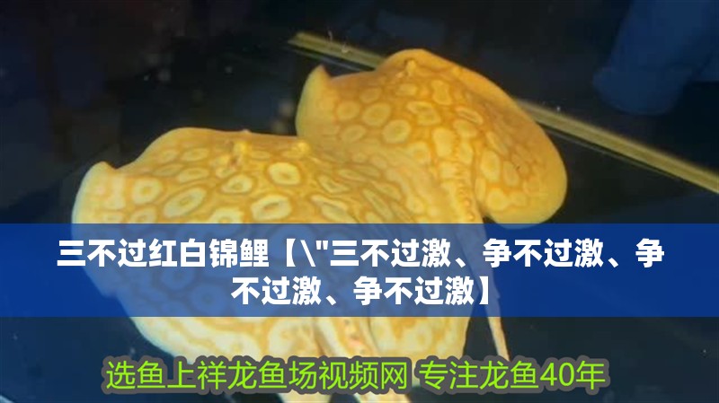 三不過(guò)紅白錦鯉【\