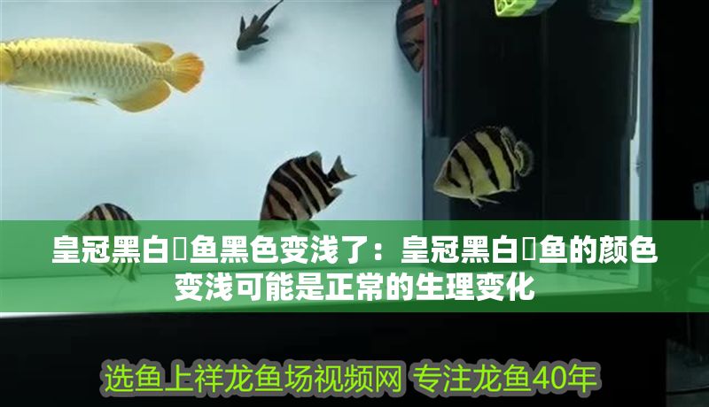 皇冠黑白魟魚黑色變淺了：皇冠黑白魟魚的顏色變淺可能是正常的生理變化