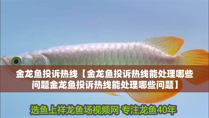 金龍魚投訴熱線【金龍魚投訴熱線能處理哪些問題金龍魚投訴熱線能處理哪些問題】