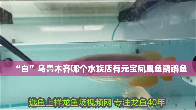“白”烏魯木齊哪個(gè)水族店有元寶鳳凰魚鸚鵡魚
