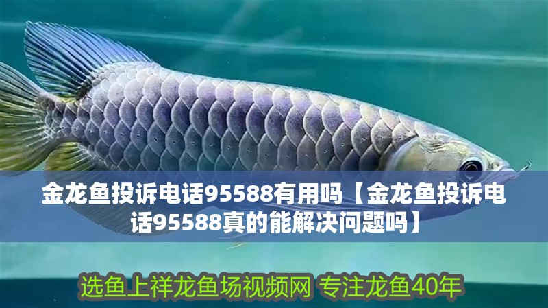金龍魚投訴電話95588有用嗎【金龍魚投訴電話95588真的能解決問題嗎】