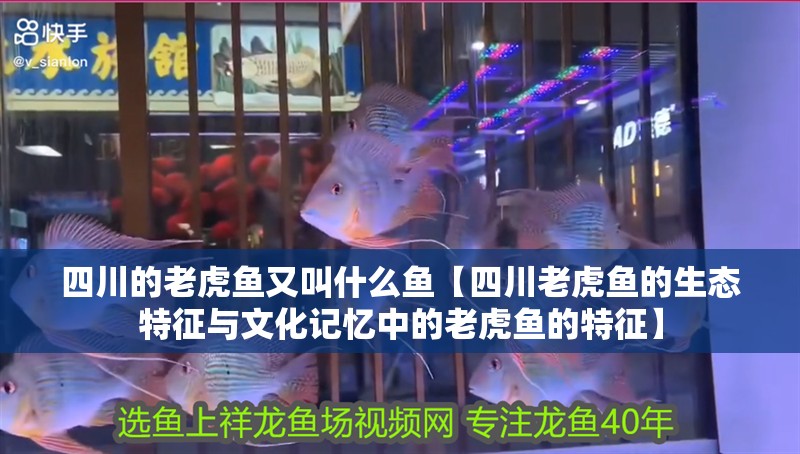 四川的老虎魚又叫什么魚【四川老虎魚的生態特征與文化記憶中的老虎魚的特征】