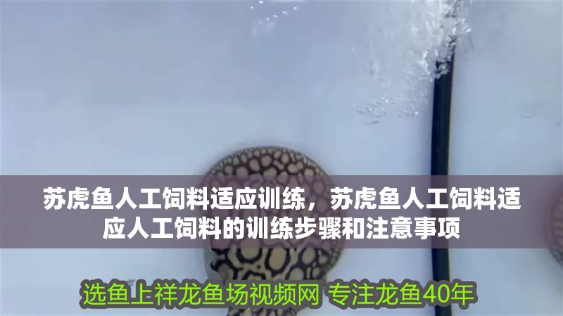 蘇虎魚人工飼料適應訓練，蘇虎魚人工飼料適應人工飼料的訓練步驟和注意事項