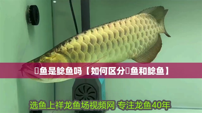 鮰魚是鯰魚嗎【如何區分鮰魚和鯰魚】