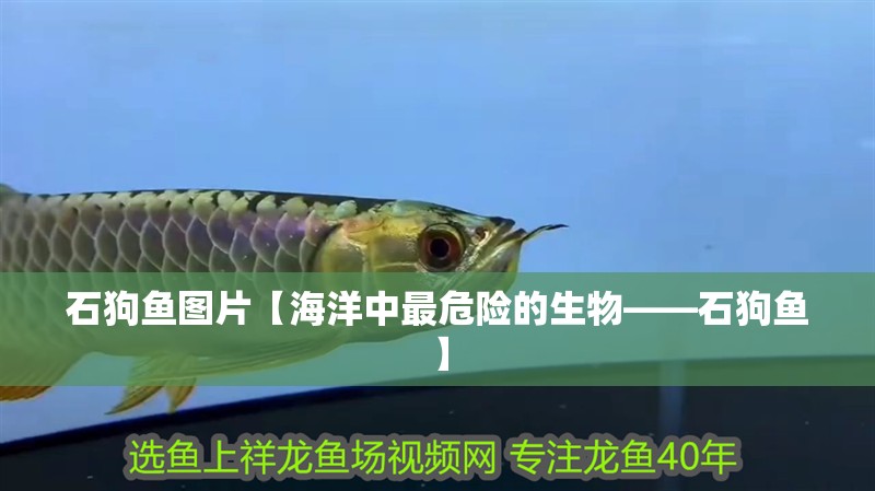 石狗魚圖片【海洋中最危險(xiǎn)的生物——石狗魚】