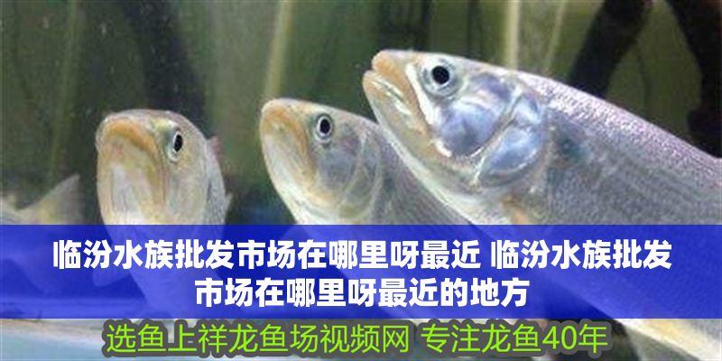 臨汾水族批發(fā)市場在哪里呀最近 臨汾水族批發(fā)市場在哪里呀最近的地方