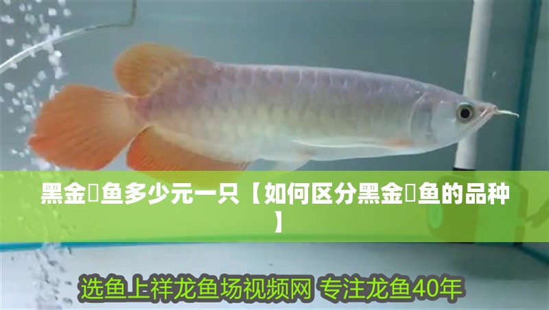 黑金魟魚多少元一只【如何區分黑金魟魚的品種】