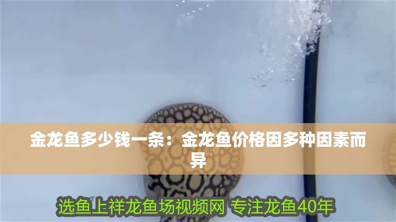 金龍魚多少錢一條：金龍魚價格因多種因素而異