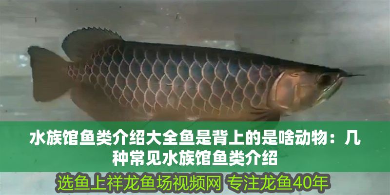 水族館魚類介紹大全魚是背上的是啥動物：幾種常見水族館魚類介紹