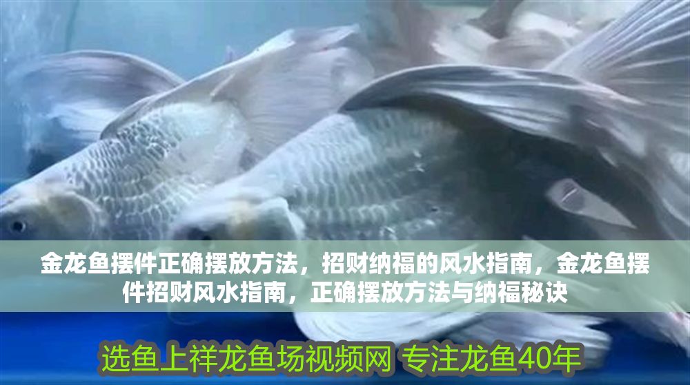 金龍魚擺件正確擺放方法，招財納福的風水指南，金龍魚擺件招財風水指南，正確擺放方法與納福秘訣