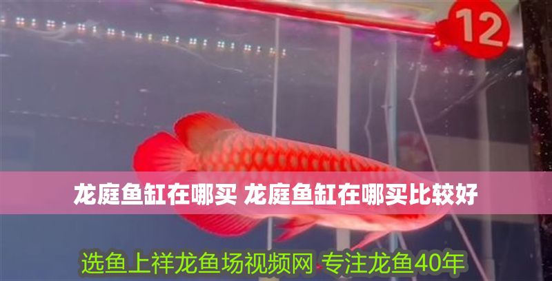 龍庭魚缸在哪買 龍庭魚缸在哪買比較好