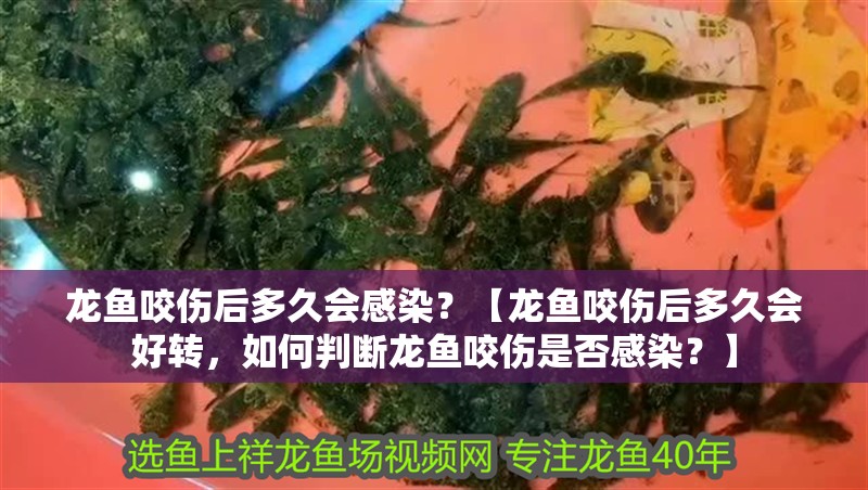龍魚咬傷后多久會感染？【龍魚咬傷后多久會好轉，如何判斷龍魚咬傷是否感染？】