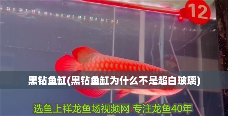 黑鉆魚缸(黑鉆魚缸為什么不是超白玻璃)