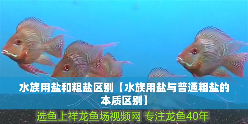 水族用鹽和粗鹽區(qū)別【水族用鹽與普通粗鹽的本質(zhì)區(qū)別】 水族用鹽和粗鹽區(qū)別【水族用鹽與普通粗鹽的本質(zhì)區(qū)別】 龍魚論壇
