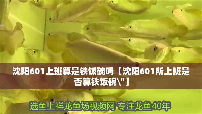 沈陽601上班算是鐵飯碗嗎【沈陽601所上班是否算鐵飯碗\