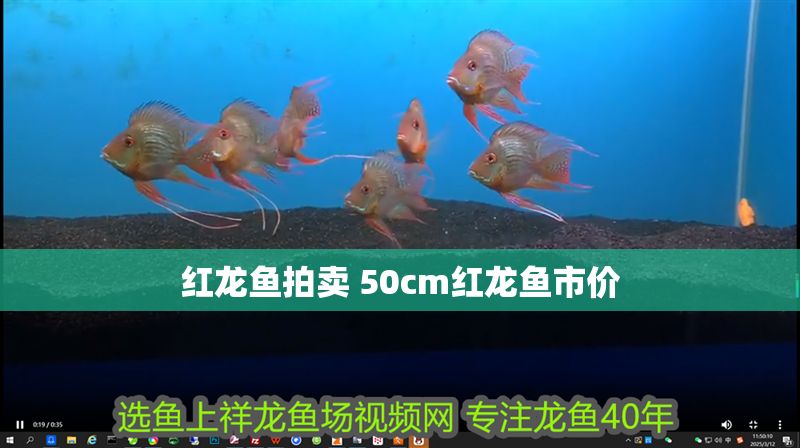 紅龍魚拍賣 50cm紅龍魚市價(jià)
