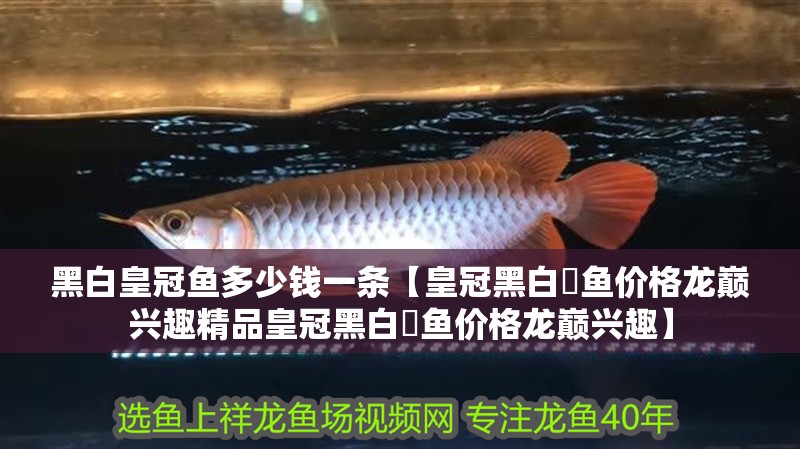 黑白皇冠魚多少錢一條【皇冠黑白魟魚價(jià)格龍巔興趣精品皇冠黑白魟魚價(jià)格龍巔興趣】
