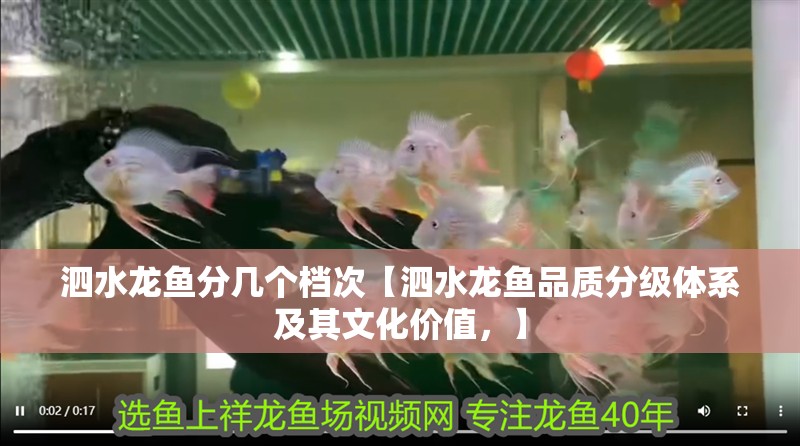 泗水龍魚分幾個檔次【泗水龍魚品質分級體系及其文化價值，】